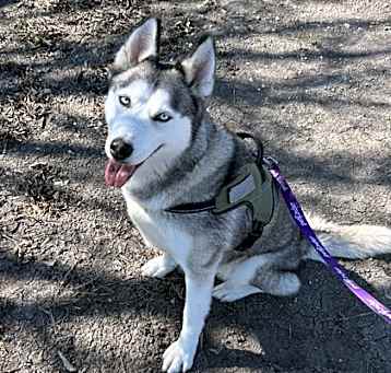 Photo of Nova