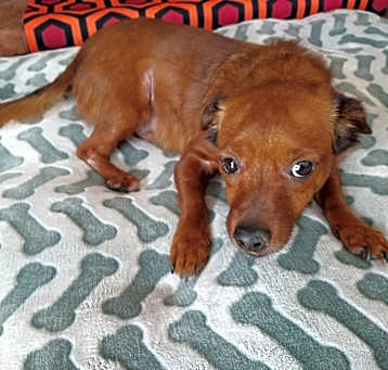 Photo of Obi