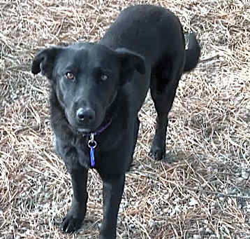 Photo of Buttercup