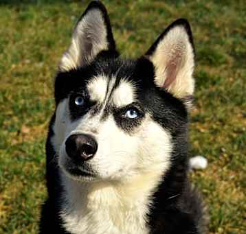 Photo of Koda