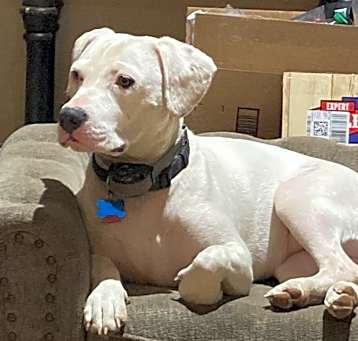 Photo of Harley