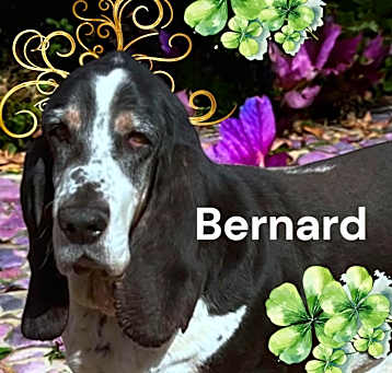 Photo of Bernard