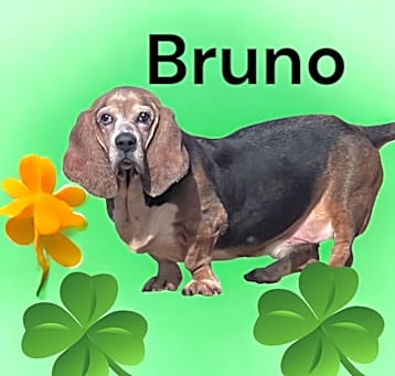 Photo of Bruno