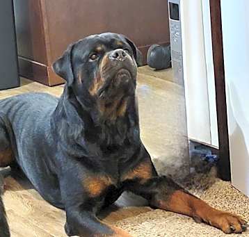 Photo of Kerchak