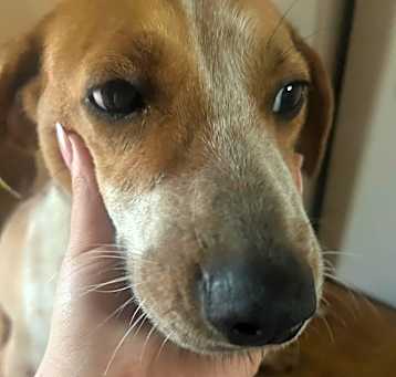 Photo of Sweetie