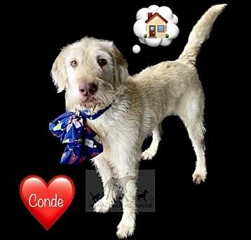 Photo of CONDE