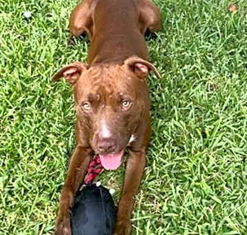 Photo of KOOPA