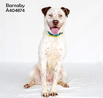Photo of BARNABY