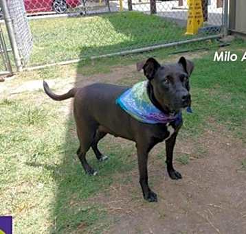 Photo of MILO