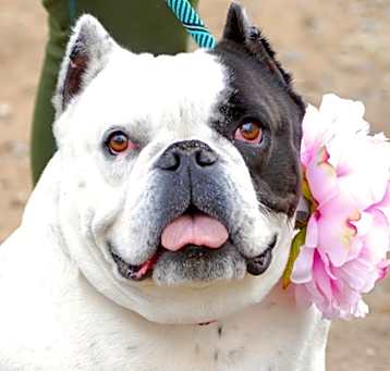 Photo of Sweetie