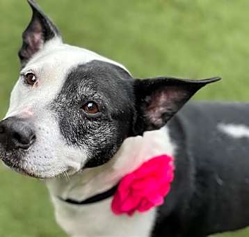 Photo of LOLITA