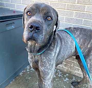 Photo of BLU