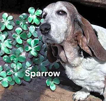 Photo of Sparrow