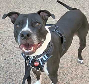 Photo of MEATBALL