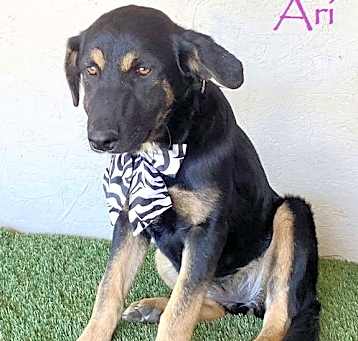 Photo of Ari