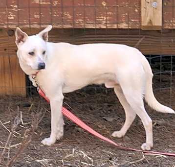 Photo of Zeke, Jr.