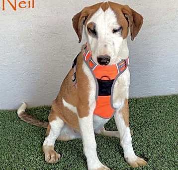 Photo of Neil