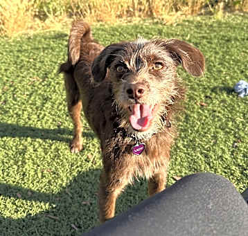 Photo of Sadie