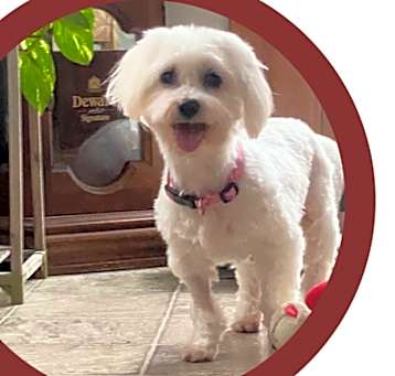 Photo of Ivy