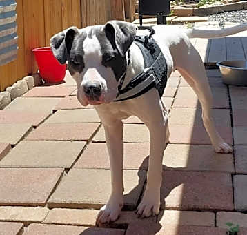 Photo of Buddy