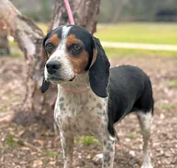 Photo of Buttercup