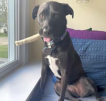 Photo of Stella