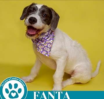 Photo of Fanta (The Soda Pops) 022225