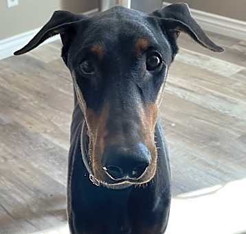 Photo of Paisley