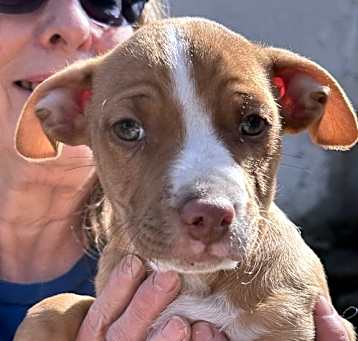 Photo of Rolo