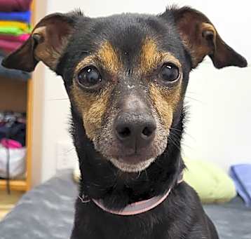 Photo of Beau