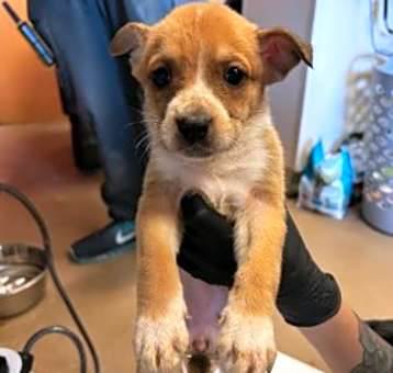 Photo of Chance