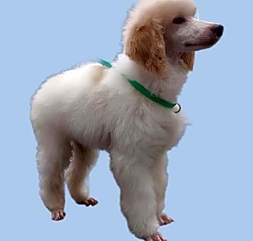 Photo of Sundae