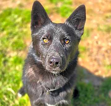 Photo of Jet