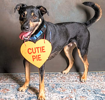 Photo of Rusty 24-5613