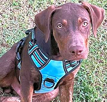 Photo of Petey