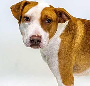 Photo of Diesel