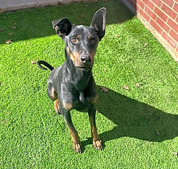 Photo of Dobby