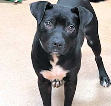 Photo of Enzo