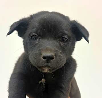 Photo of Bruno