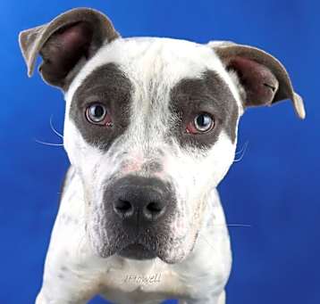 Photo of Bandit -121401S