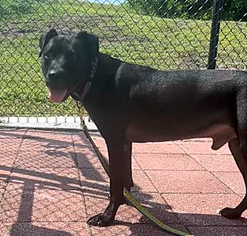 Photo of Blaze