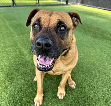Photo of Owl A5264417