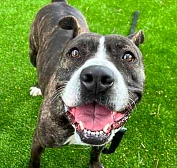 Photo of Tinsel A2062730