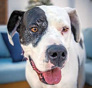 Photo of Zena A2019230