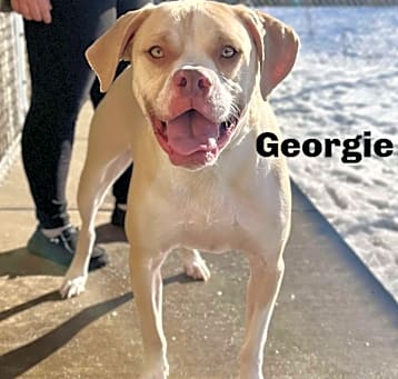 Photo of Georgie 250037