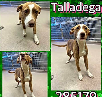 Photo of TALLADEGA