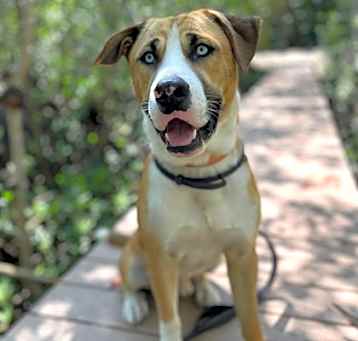 Photo of Scooby