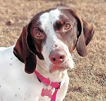 Photo of Daisy