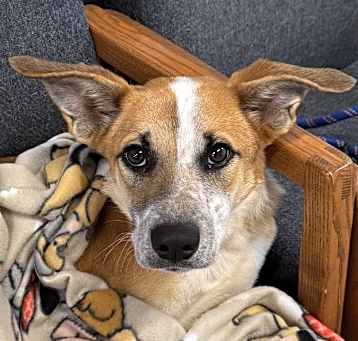 Photo of Nova
