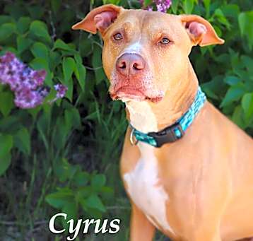 Photo of Cyrus